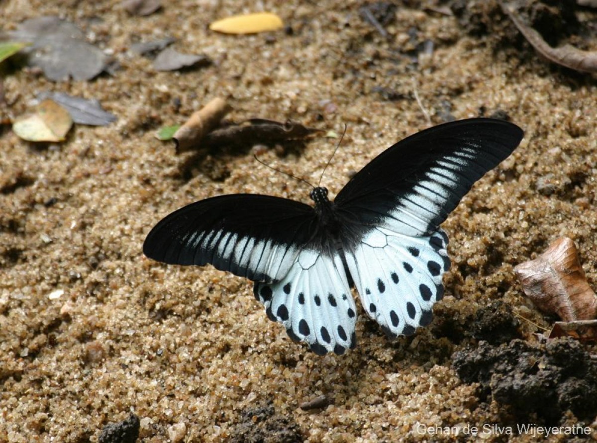 Papilio polymnestor Cramer, 1775